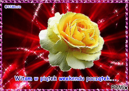 Żółta róża - Piątek